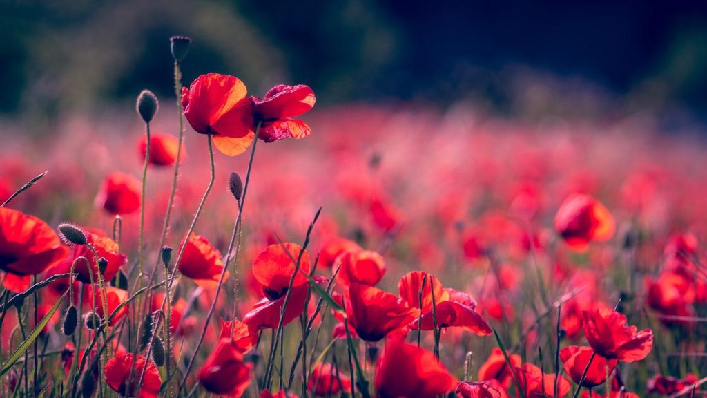 poppies, flowers, field-3374193.jpg